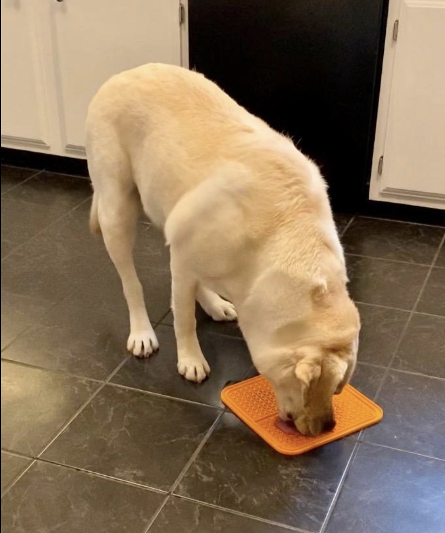 A yellow lab licking peanut butter off an orange mat on the kitchen floor