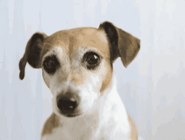 An animated GIF of a white and blonde short-haired dog licking his lips against a white background.