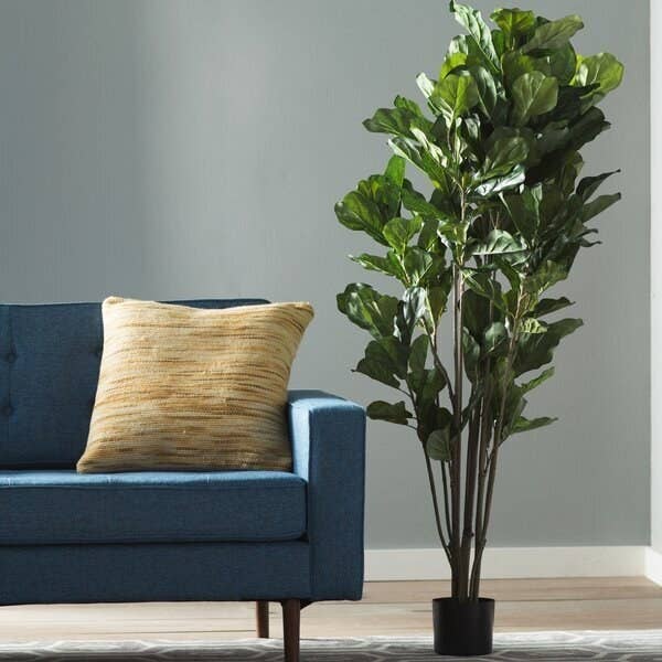 Tall leafy tree with around six upright branches breaking off into dozens of full, large leaves