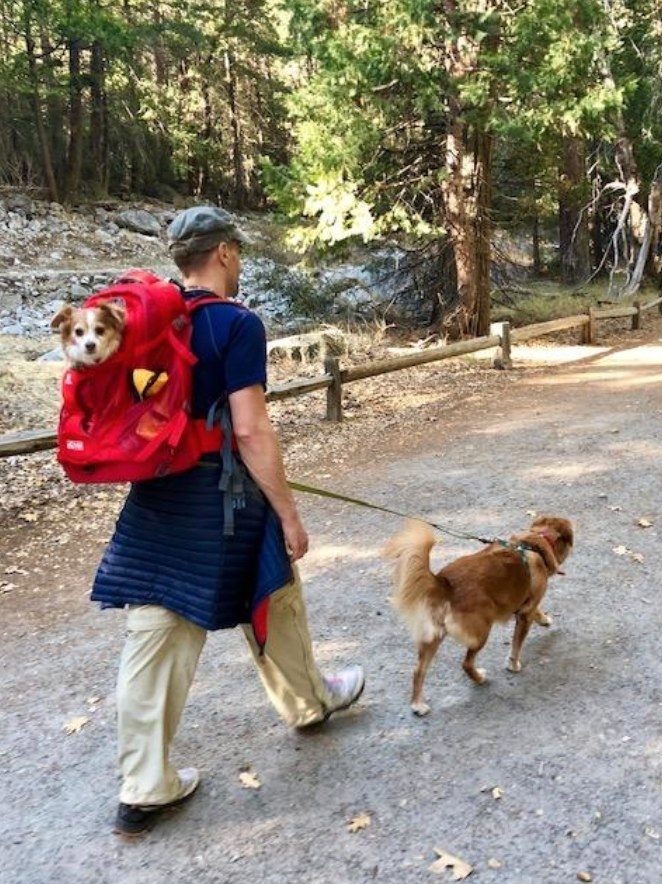 person walking a dog while carrying another in a red backpack on their back