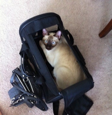 Top-down photo of reviewer&#x27;s cat sitting inside the carrier