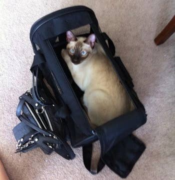 Top-down photo of reviewer's cat sitting inside the carrier