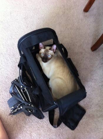 Top-down photo of reviewer's cat sitting inside the carrier