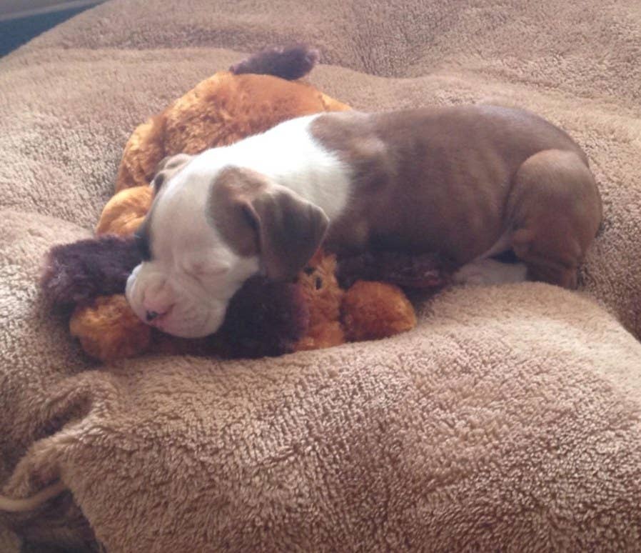 29 Pet Products From Amazon You Ll Probably Think Are Pretty Darn Smart