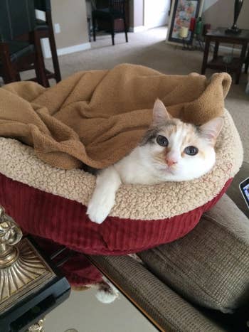 Reviewer photo of their white cat sitting under a blanket on the bed