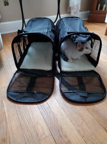 Reviewer's front-facing photo of their cat sitting inside the carrier with some room leftover