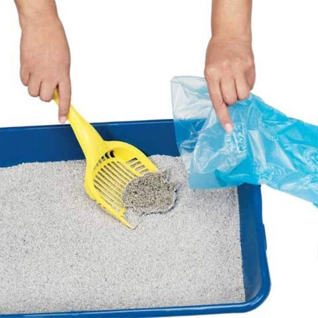 Hand shoveling clump of cat litter into the poop bag