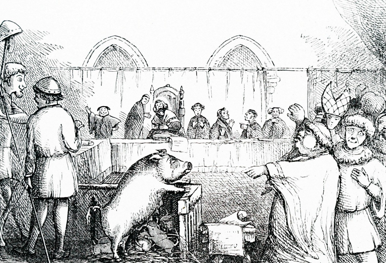 In Medieval times a pig stands trial 