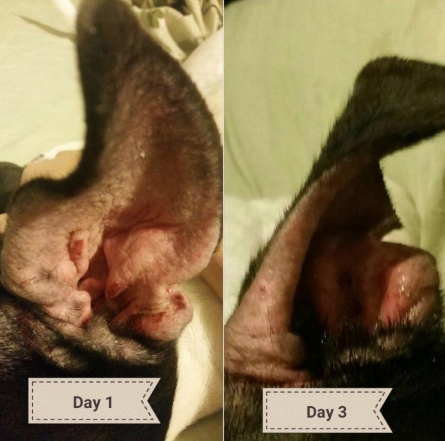 Before and after comparison of dog ear after treatment