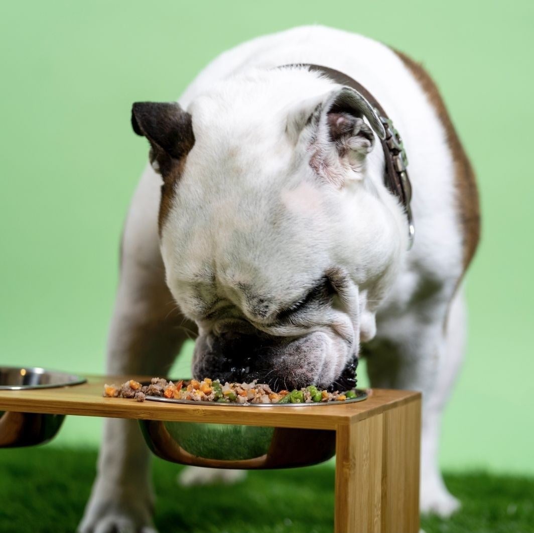 A bulldog eating Kabo food from a bowl