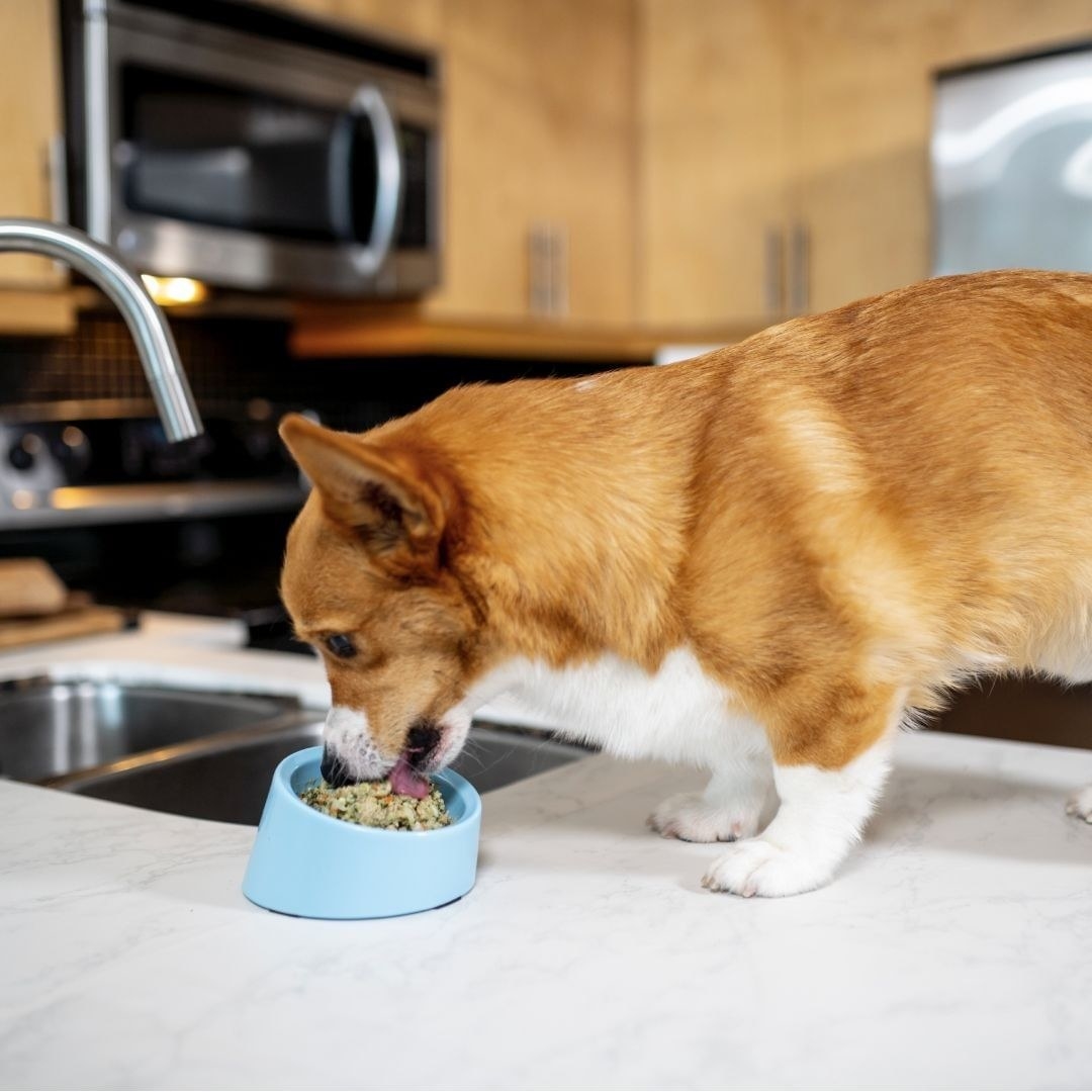 A Corgi eating food from a bowl on a countertop