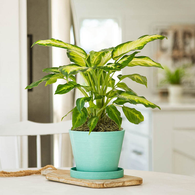 13 Of The Best Places To Buy Live Plants Online