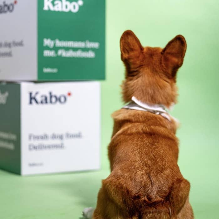 A Corgi staring at two boxes of Kabo food