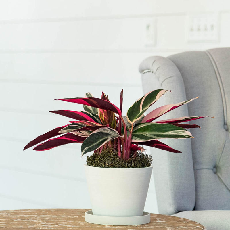 13 Of The Best Places To Buy Live Plants Online