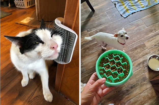 并排猫的侧面使用安装墙上刷和评论家保持缓慢馈线狗碗