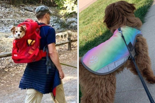 29 Pet Products From Amazon You'll Probably Think Are Pretty Darn Smart
