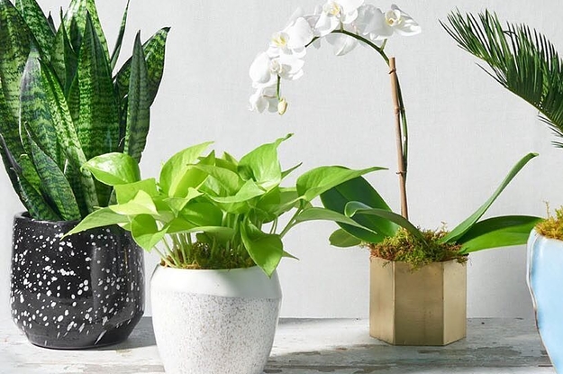 13 Of The Best Places To Buy Live Plants Online