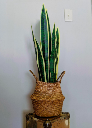 Reviewers snake plant inside small version of woven basket 