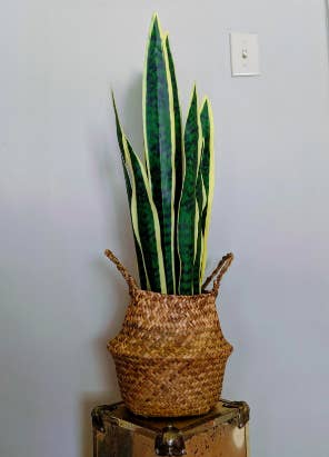 Reviewer's snake plant inside small version of woven basket 