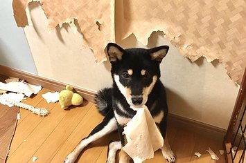 大事な家族だけど家は破壊する ペットを飼いたいみなさんに見てほしい柴犬の日々