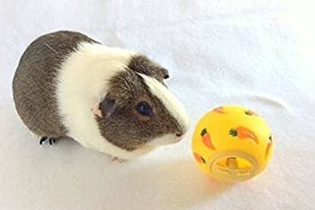 Guinea pig in front of small yellow treat ball