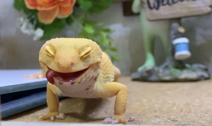 レビューを書けば送料当店負担 かわいいトカゲ Tシャツ トカゲのいる生活 爬虫類