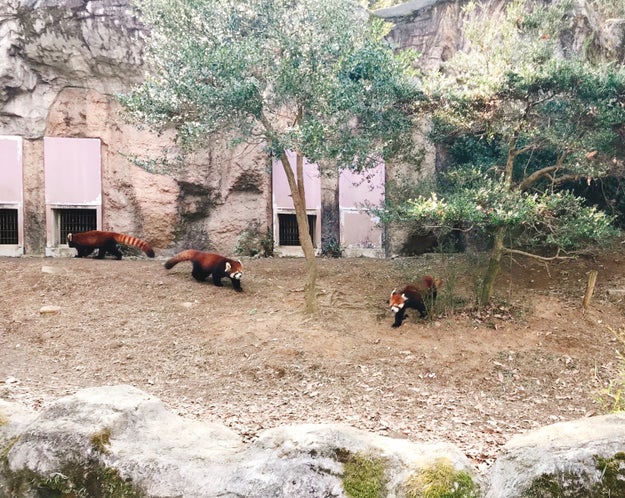 かわいい レッサーパンダの赤ちゃん爆誕 多摩動物公園でライブ映像公開中 Buzzfeed Japan 多摩 動物公園からハッピーなニュースが届き ｄメニューニュース Nttドコモ