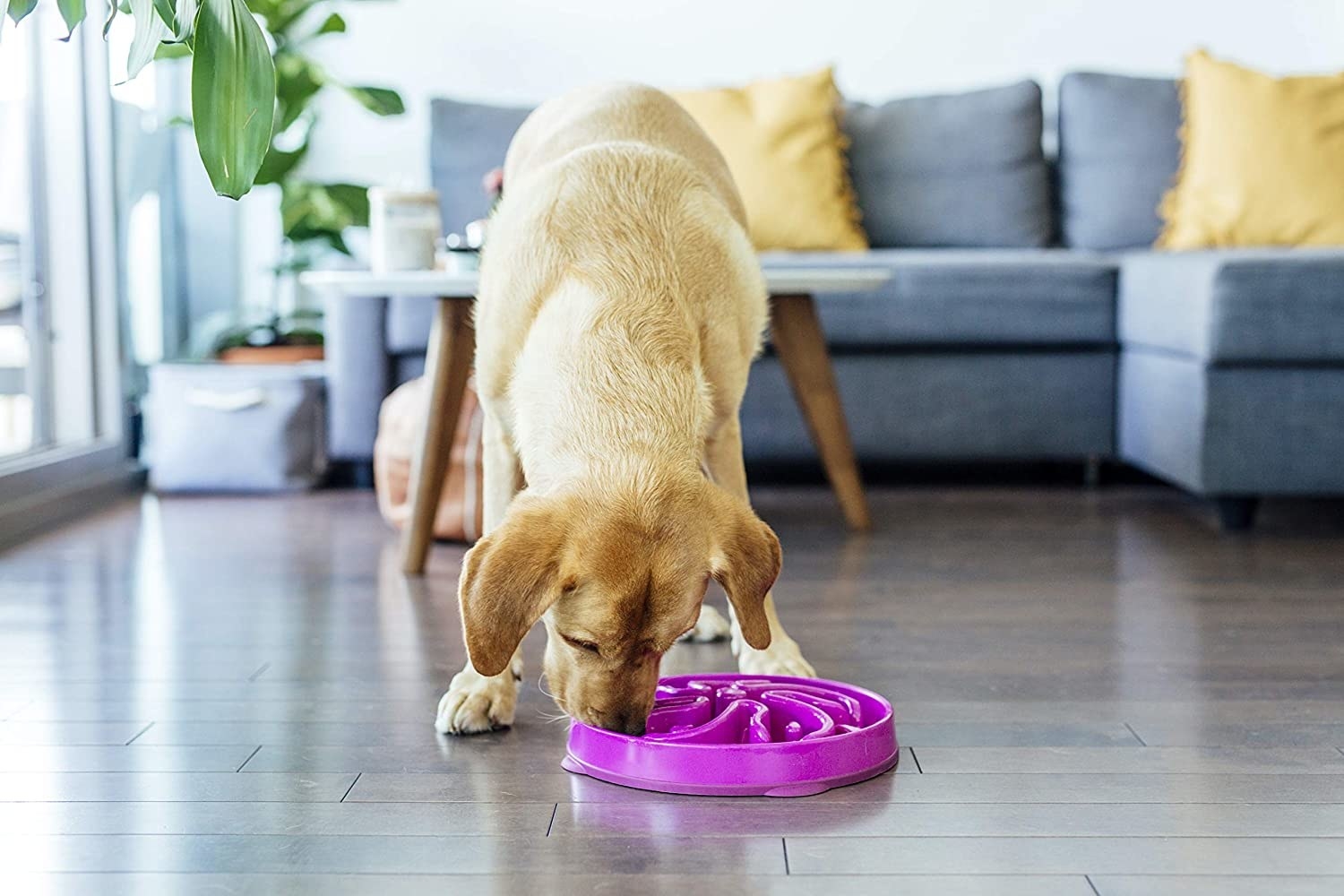 A dog eating from the puzzle bowl
