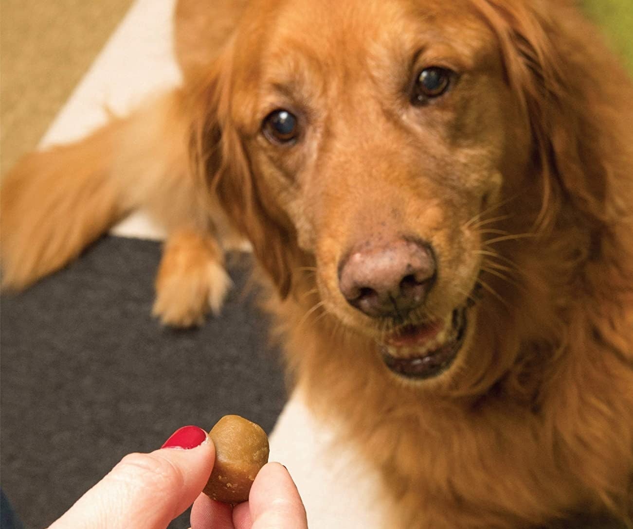 A person holding a pill pocket in front of their dog