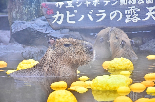 【雨でもOK】子どもと楽しめる伊豆・熱海おでかけスポットを厳選。名物「カピバラ温泉」も！