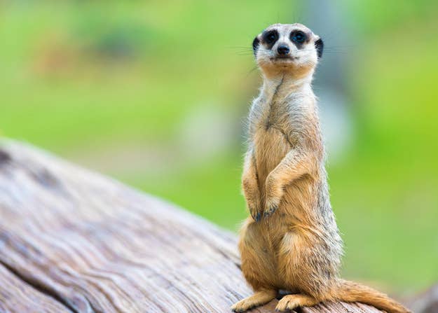 激ムズクイズ ディズニー映画に出てくる動物を当てろ