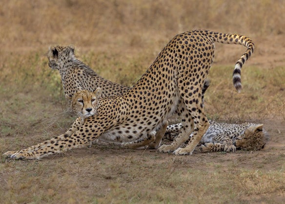 激ムズクイズ ディズニー映画に出てくる動物を当てろ