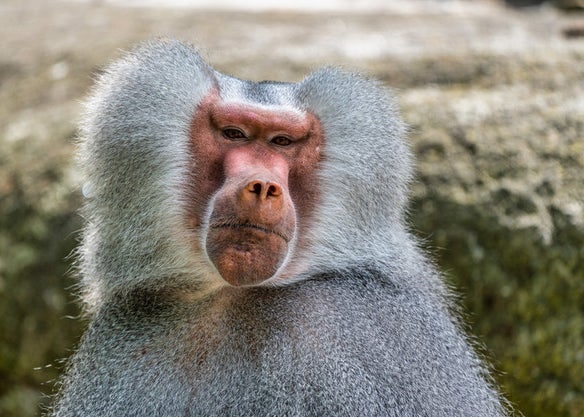 激ムズクイズ ディズニー映画に出てくる動物を当てろ