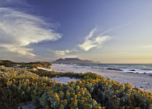A beach at dusk surrounded by wildflowers