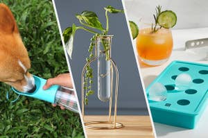 A dog drink from a water bottle, A small vase with plant trimmings growing inside it, and a small ice cube tray with round ice cubes on it