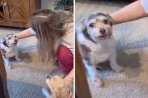 A mom telling two dogs not to fight