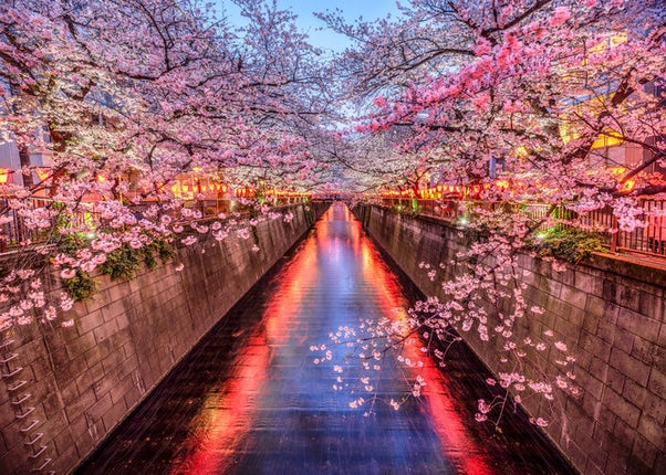 Sakura cherry blossom trees in season bloom on either side of a walkway