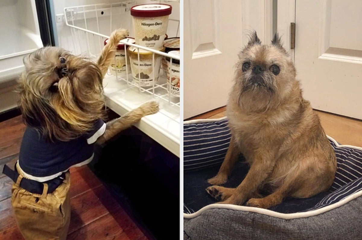 brussels griffon is ill with canine distemper