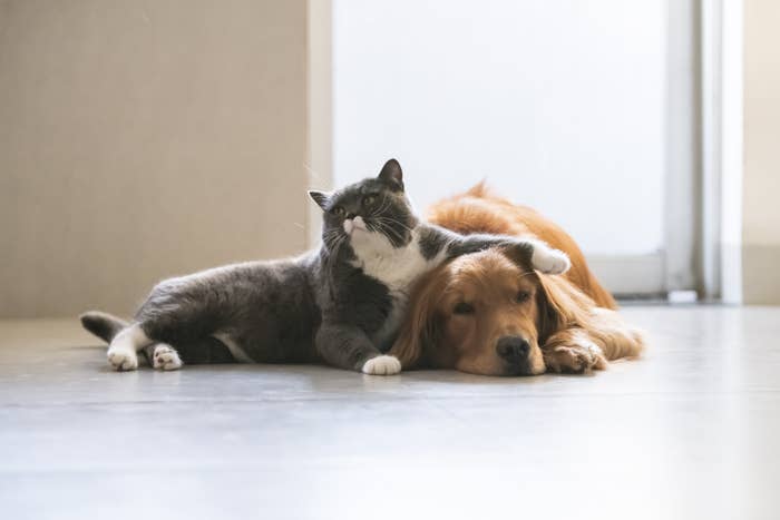 A gray kitten resting on a golden retriever