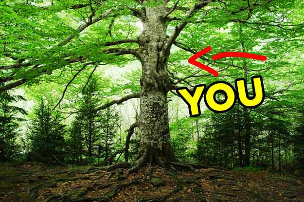 A large, old-looking tree in the middle of the forest with thick roots and moss covering the trunk and branches with a bold arrow pointing to it and