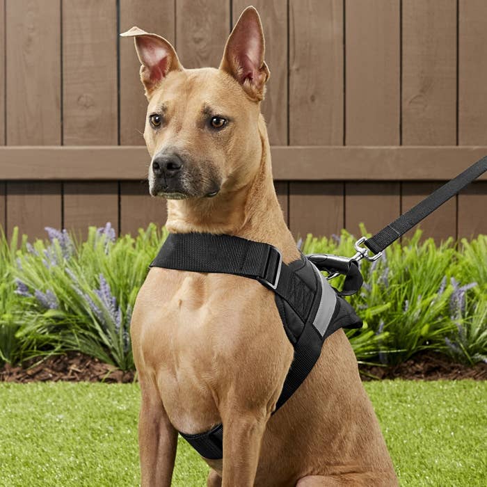 A large down wearing the harness, which goes under its front legs