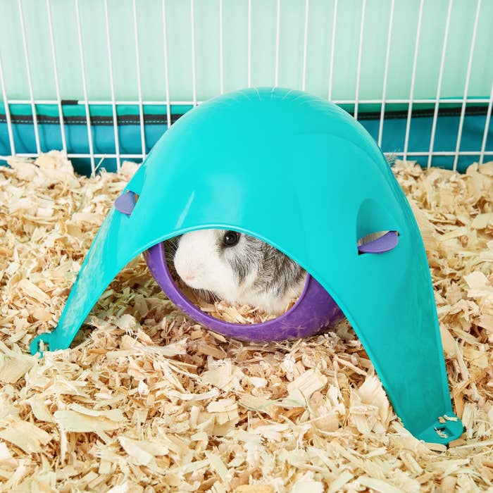 A hamster hiding in the pod, which has a hammock-like structure inside