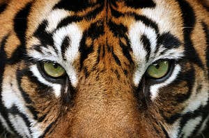 A tiger staring at you intensely 