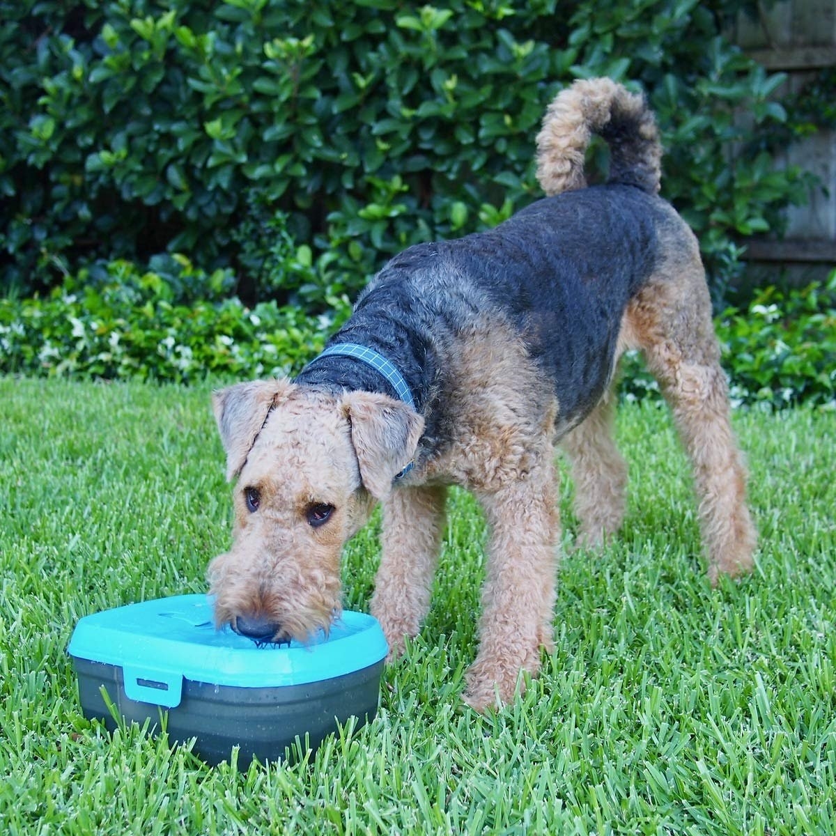 A medium-sized dog drinking out of the rectangular fountain, which has a small spout that pours into a bowl