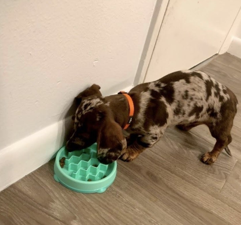 A puppy eating out of the bowl, which has grooves to slow down their eating 