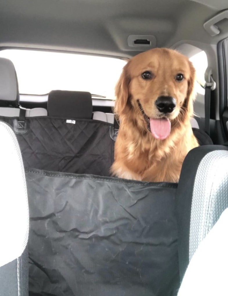 A dog in the seat cover in the back of a car, with the cover encasing the whole row of seats and blocking access to the front 