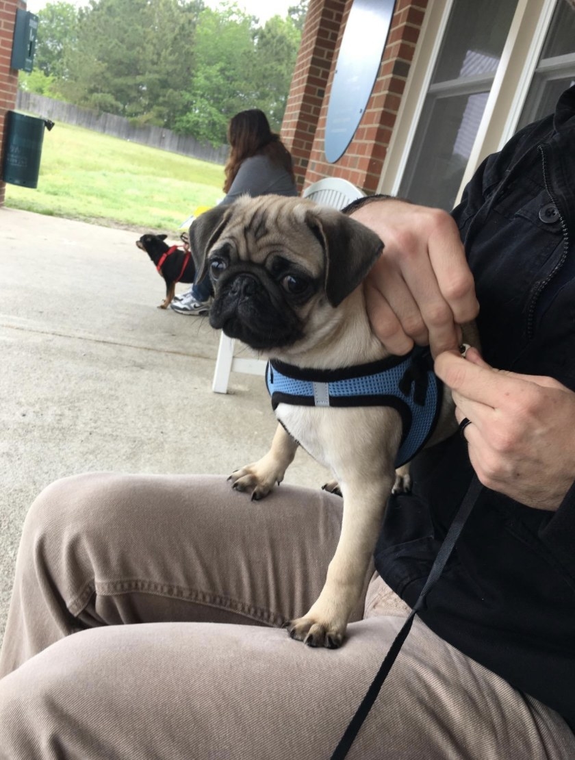 A puppy in the blue harness with a leash attached