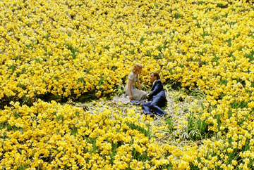 爱德华和桑德拉躺在一片水仙花,填满整个框架的。