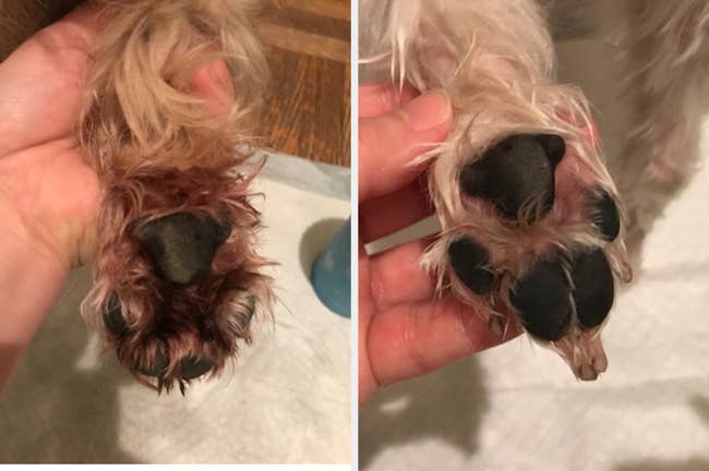 dog's muddy paw next to a pic of the same paw clean 