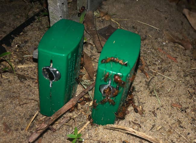 Reviewer photo of the bait traps covered in ants